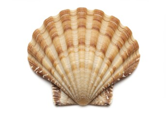 Fototapeta premium Scallop shell close up on white background
