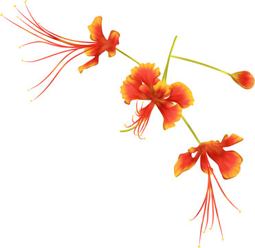 Phoenix flower drawing 