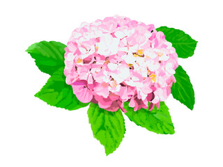 紫陽花（ピンク）