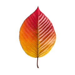vibrant autumn leaf showcasing gradient of red, orange, and yellow hues, symbolizing beauty of seasonal change