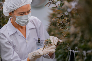 scientist in a white lab coat and protective mask examines cannabis plants in an indoor cultivation facility. Modern agricultural research focuses on sustainable production and medical applications.