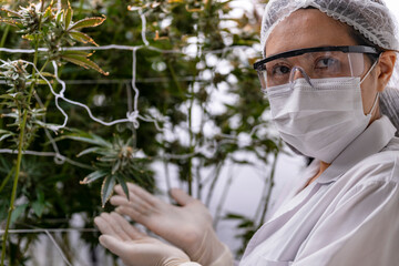 A researcher inspects cannabis plants in a high tech indoor facility, using digital technology for data analysis. Advancements in medical cannabis are shaping the future of sustainable cultivation.