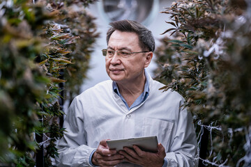 A researcher inspects cannabis plants in a high tech indoor facility, using digital technology for data analysis. Advancements in medical cannabis are shaping the future of sustainable cultivation.