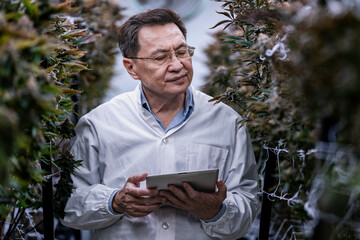 Obraz premium A researcher inspects cannabis plants in a high tech indoor facility, using digital technology for data analysis. Advancements in medical cannabis are shaping the future of sustainable cultivation.