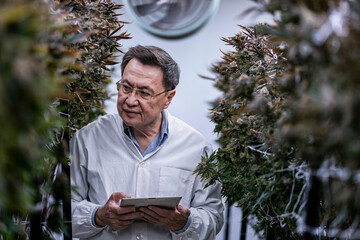 A researcher inspects cannabis plants in a high tech indoor facility, using digital technology for...
