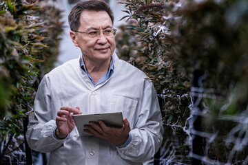 A researcher inspects cannabis plants in a high tech indoor facility, using digital technology for...