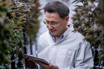 A researcher inspects cannabis plants in a high tech indoor facility, using digital technology for...