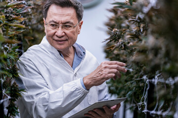 A researcher inspects cannabis plants in a high tech indoor facility, using digital technology for data analysis. Advancements in medical cannabis are shaping the future of sustainable cultivation.