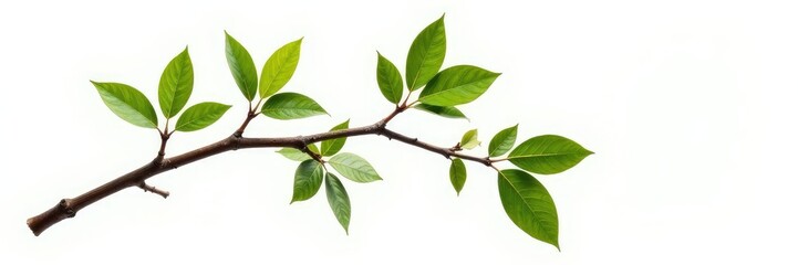 Fototapeta premium An isolated branch with some leaves and a few twigs on a white background, leafy, branch, wood