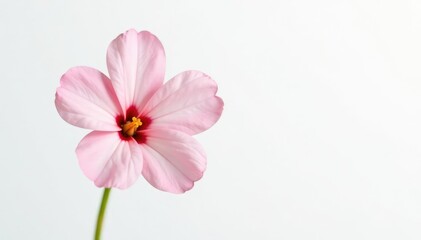 Fototapeta premium A small flower with delicate petals isolated on a white background, elegance, single bloom, simplicity