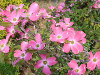 ピンクのハナミズキ