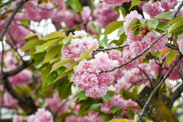Naklejka premium 八重桜「関山（カンザン）」 