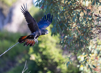 Flying beautiful red tailed black cockatoo in trees around the Swan Valley, Perth, Western Australia