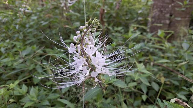 High-Quality Video of Ornamental Shrub with White Java Tea Flowers in Breeze, Early Morning Scene in Peaceful Home Garden