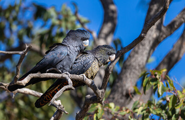 Beautiful pair of red tailed black cockatoo after eating honkey nuts from a marri eucalyptus tree around the Swan Valley, Perth, Western Australia © Reto Ammann