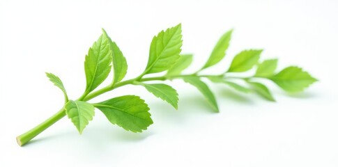Fototapeta premium Delicate green stem isolated on white background, nature, foliage, flora