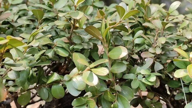 Tropical nature in the park,Naturaleza tropical en el parque, 1