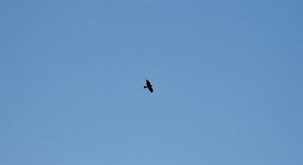 Fototapeta premium Isolated Silhouette Of Bird Flying Freely In The Clear Blue Sky