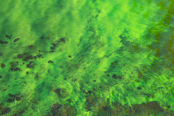 Harmful blooms of algae in rivers and lakes, emphasizing the need for action.
