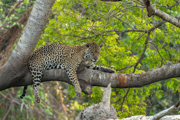 Jaguar lying on branch in tree over Black River