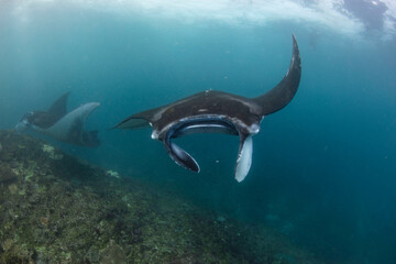 Giant Manta Rays Swimming Gracefully Over a Coral Reef in Clear Tropical Waters