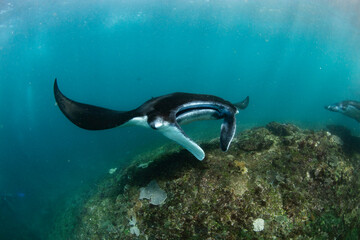 Giant Manta Rays Swimming Gracefully Over a Coral Reef in Clear Tropical Waters
