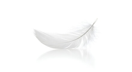 Delicate White Feather Isolated On White Background Symbolic Serenity