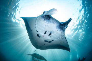 Giant Manta Rays Swimming Gracefully Over a Coral Reef in Clear Tropical Waters