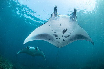 Giant Manta Rays Swimming Gracefully Over a Coral Reef in Clear Tropical Waters