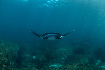 Giant Manta Rays Swimming Gracefully Over a Coral Reef in Clear Tropical Waters