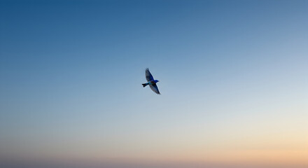Obraz premium Soaring Through Azure Skies A Single Bird's Flight Against The Dawn