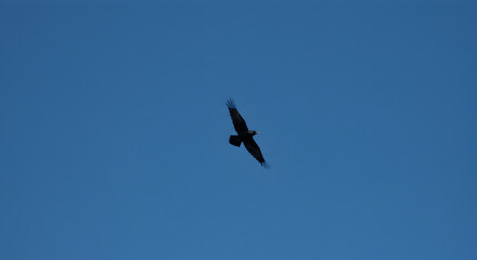 Raven In Flight Soaring Through A Vibrant Blue Sky Scene