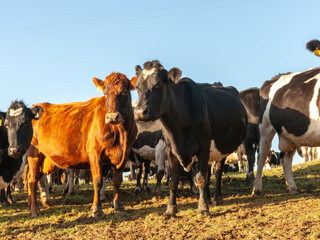 Cattle in field closeup