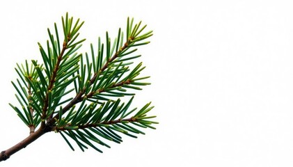 Spruce branch against a stark white background, branch, foliage