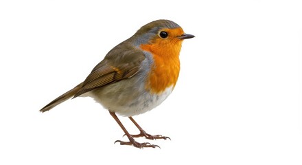 Obraz premium A small robin perched on its feet with an orange chest and grey feathers against a white background