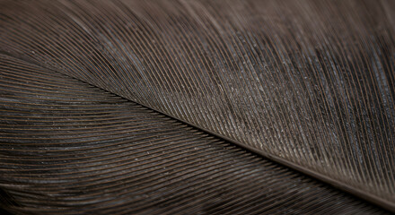 Extreme Close Up Of Raven Feather Showing Exquisite Texture Detail