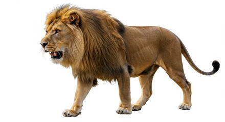 Fototapeta premium Isolated lion walking with a majestic mane and powerful stance against a plain white background view