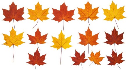 Fototapeta premium Arrangement of maple leaves in various shades of autumn colors on a white background isolated view
