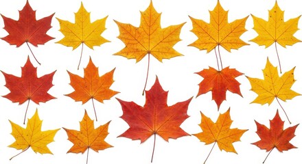 A group of colorful maple leaves arranged on a white background in a repeating pattern and composition