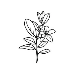 Delicate Floral Stem with Open Flower and Buds Outline on Transparent