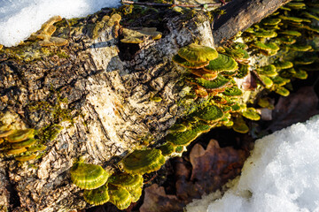 Green tinder fungus covering a fallen birch trunk, Trichaptum biforme