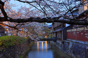 Gion Shirakawa Canal with cherry blossom at Kyoto, japan 
