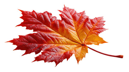 Autumnal Maple Leaf: A solitary, vibrantly colored maple leaf, captured against a plain background, showcases the beauty of autumn's changing colors, with its rich reds and warm oranges.  