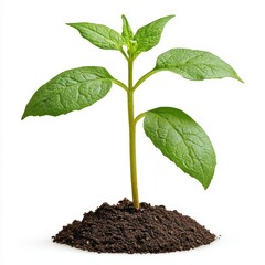 Green Seedling Emerging from Soil Against White Background