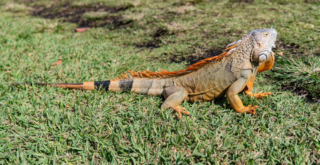 Exotic iguana reptile. Exotic reptile animal. Wildlife fauna. Reptile animal in nature. Wildlife...