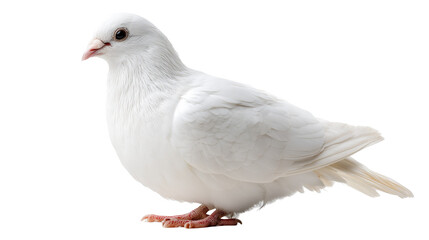 Obraz premium White pigeon isolated on transparent background, symbolizing peace, freedom, purity, and spirituality, perfect for concepts in nature, religion, or design.