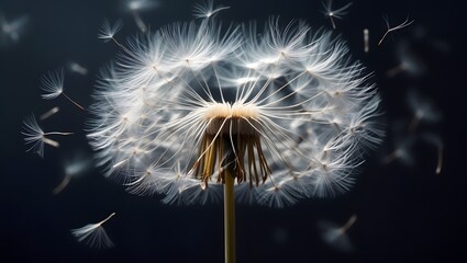 Fototapeta premium dandelion seeds on black