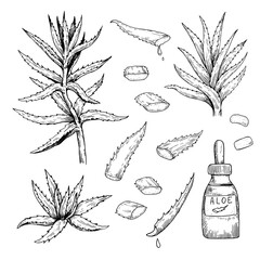 Aloe Vera drawing. Set of hand-drawn black and white vector illustrations of plants and leaves.