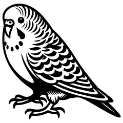 Budgie Pet Illustration.