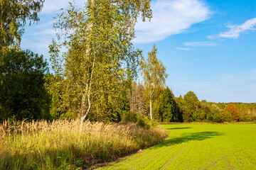 Obraz premium The border of an agricultural field at the forest edge